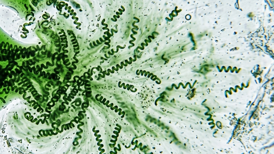 La ciencia detras de la Spirulina
